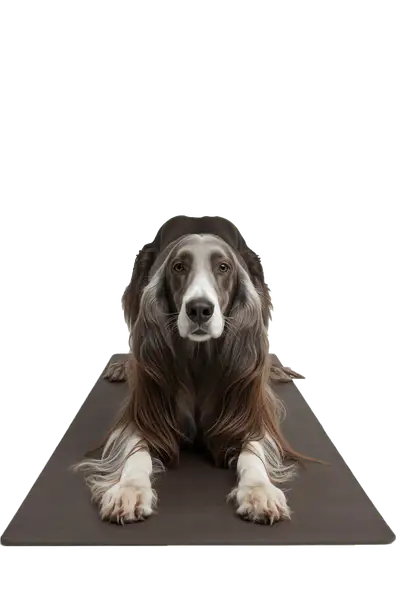 afghan hound performing yoga stretch wellness dog png